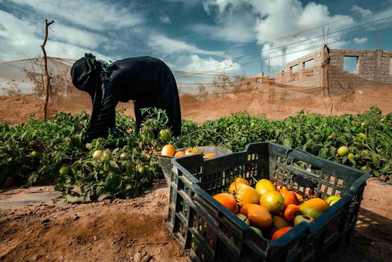 مزارعات ريمة: من انتظار الحصاد إلى الاستثمار