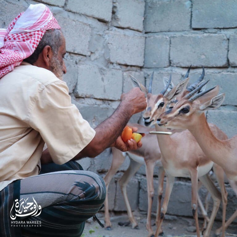 أبين.. صالح الجعدني وتربية الغزلان الجبلية