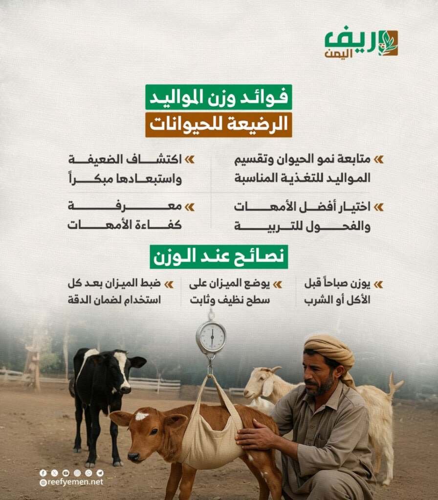 وزن مواليد الحيوانات