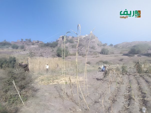 إرث الزراعة اليمنية في "علان" يختفي أمام توسع القات