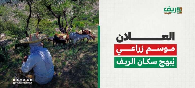 العلان.. موسم زراعي يبهج اليمنيين