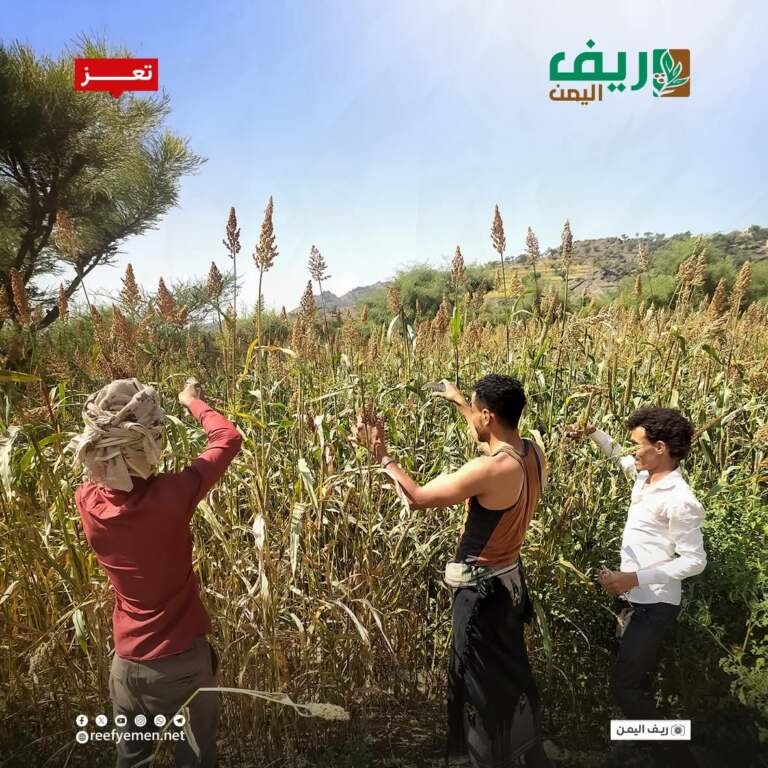 تعاون المزارعين.. شراكة الأرض والعمل لمواجهة الصعاب