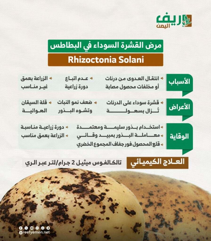 مرض القشرة السوداء في البطاطس.. ماهي الأسباب؟