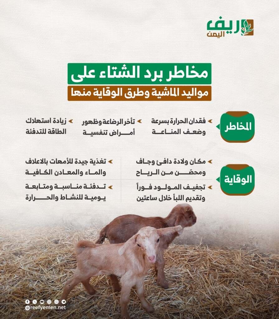 مخاطر برد الشتاء على مواليد الماشية وطرق الوقاية