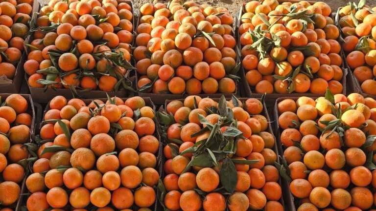 البرتقال هدية شتاء اليمنيين القادمة من مأرب