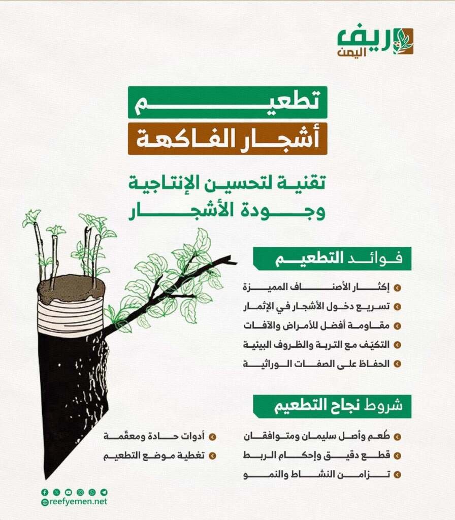 تطعيم أشجار الفاكهة