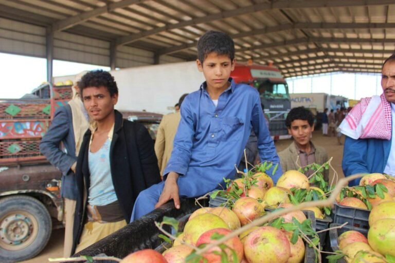 التعاونيات مفتاح مستقبل الزراعة اليمنية