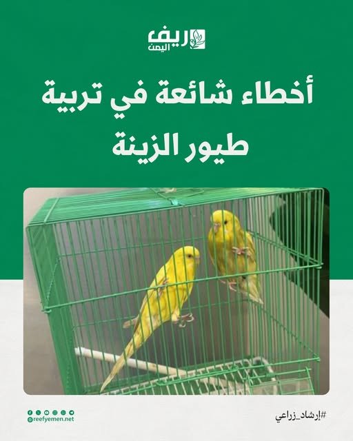 الأخطاء الشائعة في تربية طيور الزينة وطرق تجنبها