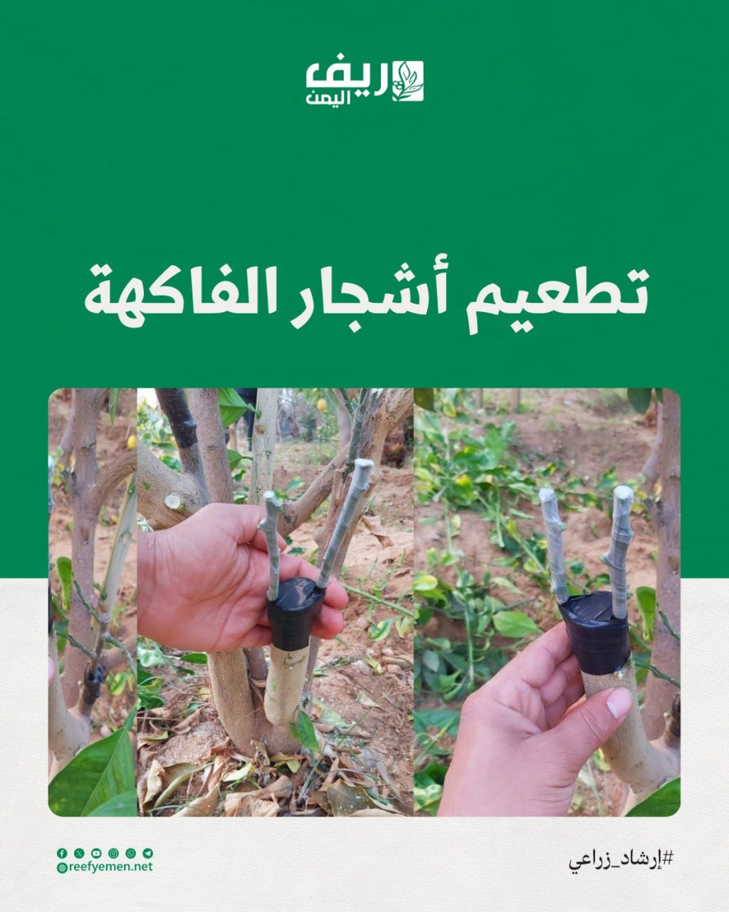 فوائد وشروط تطعيم أشجار الفاكهة