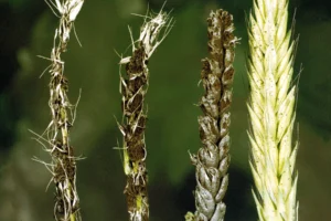 التفحّم السائب في القمح: أعراضه وطرق الوقاية منه