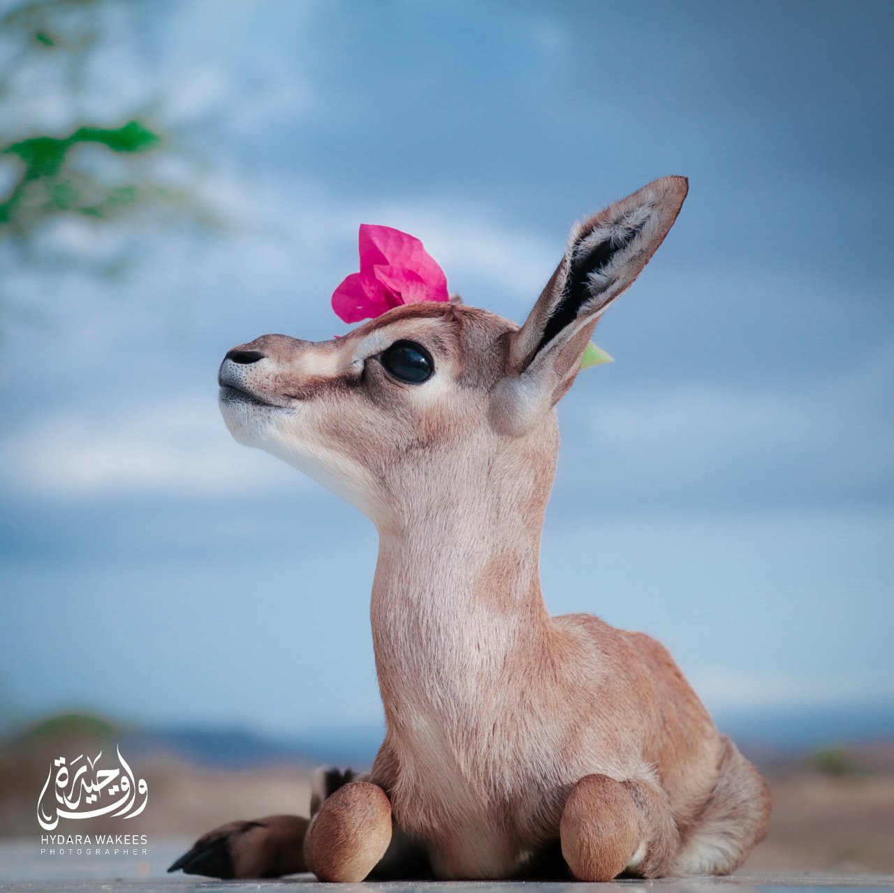 أبين.. صالح الجعدني وتربية الغزلان الجبلية