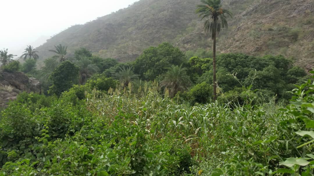 بني عمر في تعز: منطقة سكانية بلا أي خدمات