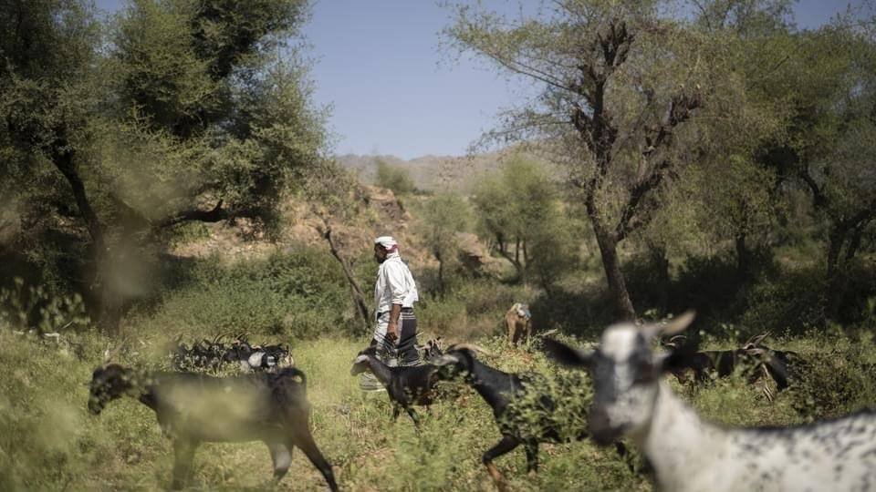 تربية الماعز في الجوف: شريان الحياة الذي يهدده فأس الاحتطاب