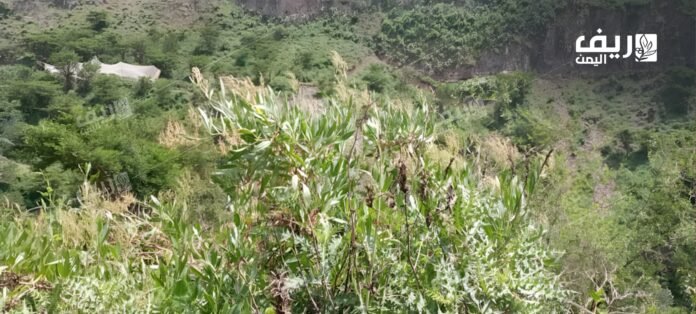 العثرب طب الأجداد مازال يستخدم كدواء في الريف