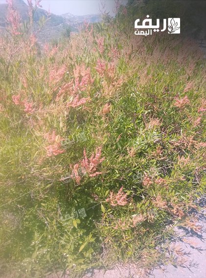 العثرب طب الأجداد مازال يستخدم كدواء في الريف