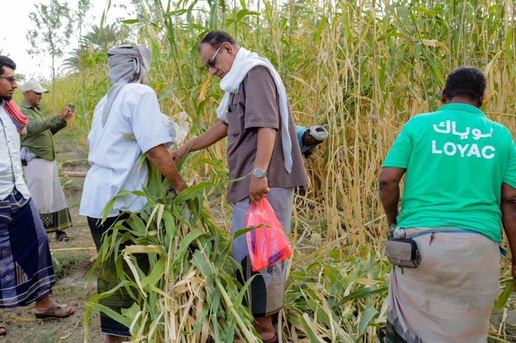 مزارعو حضرموت يحيون أراضيهم بالذرة الرفيعة