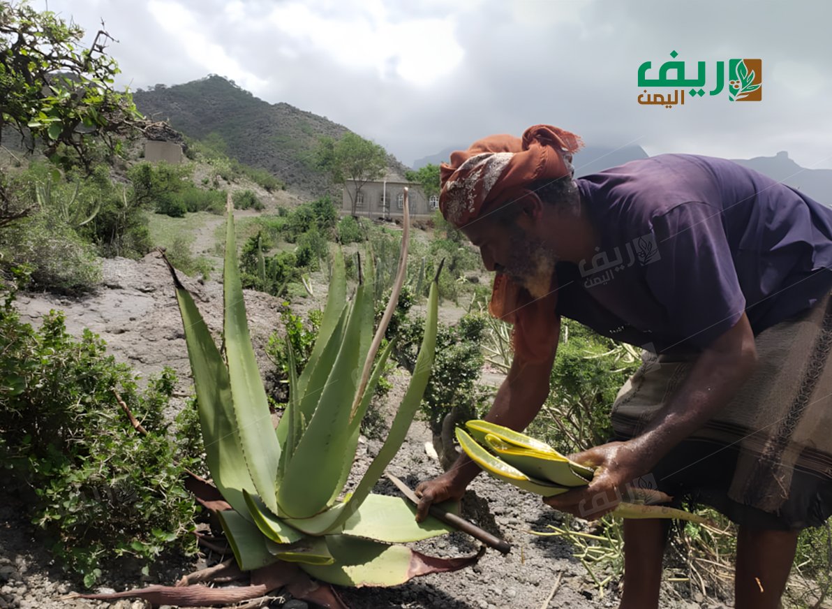 "الصّبِر المُر" ملجأ أسرة يمنية للعيش