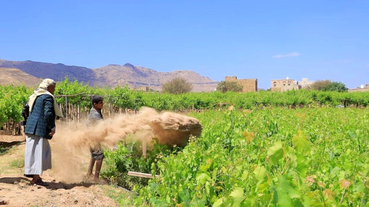 التعاونيات مفتاح مستقبل الزراعة اليمنية