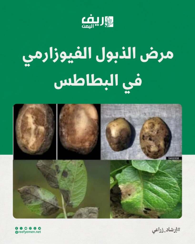 كيف تحمي محصول البطاطس من الذبول؟