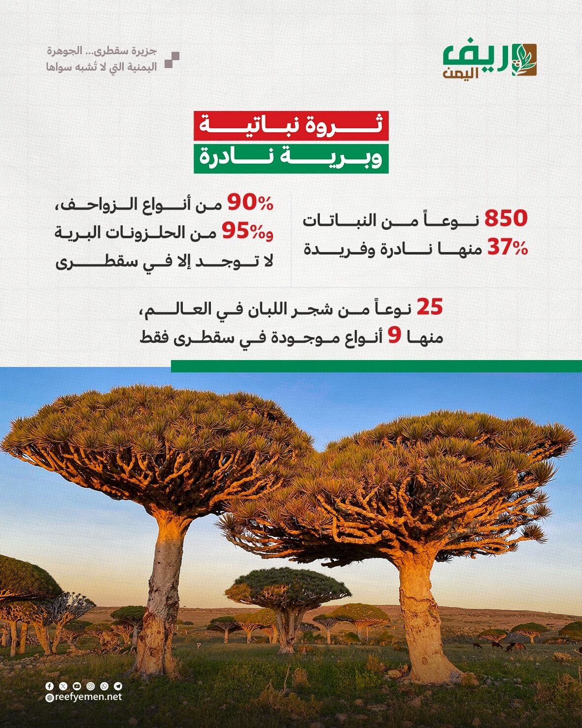 جزيرة سقطرى اليمنية