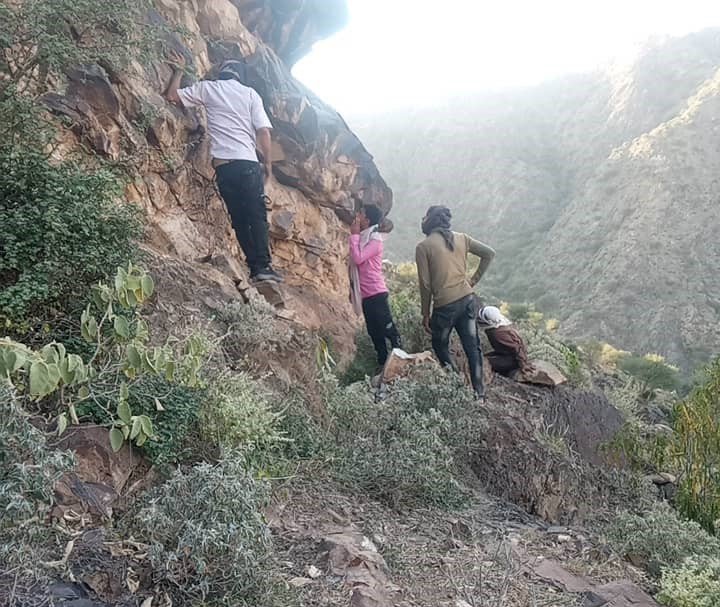 العسل الجبلي: رحلة الموت في جبال الضالع