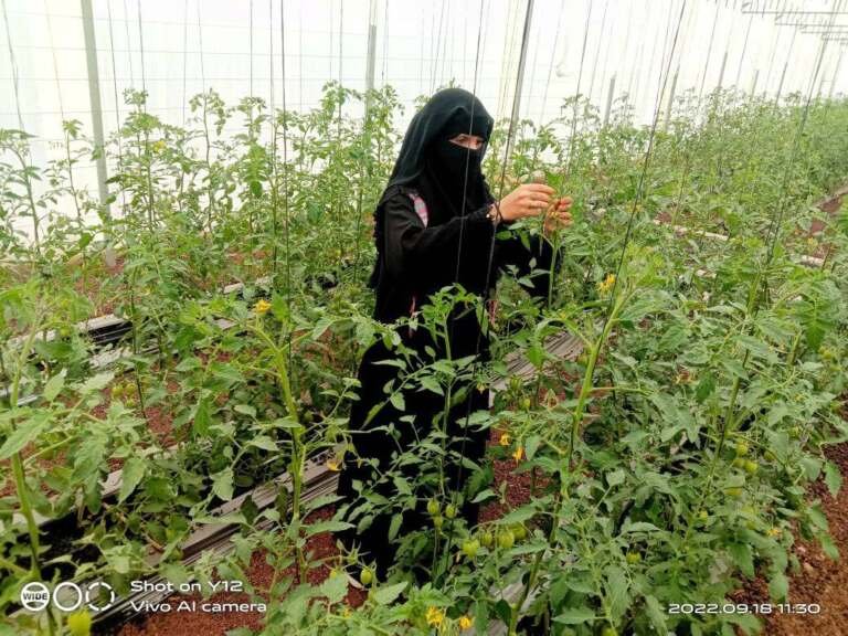الزراعة المائية.. خيار المزارعين لمواجهة شحة المياه