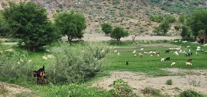 الريف اليمني في روايات الرقيمي..قراءة الوجع المنسي
