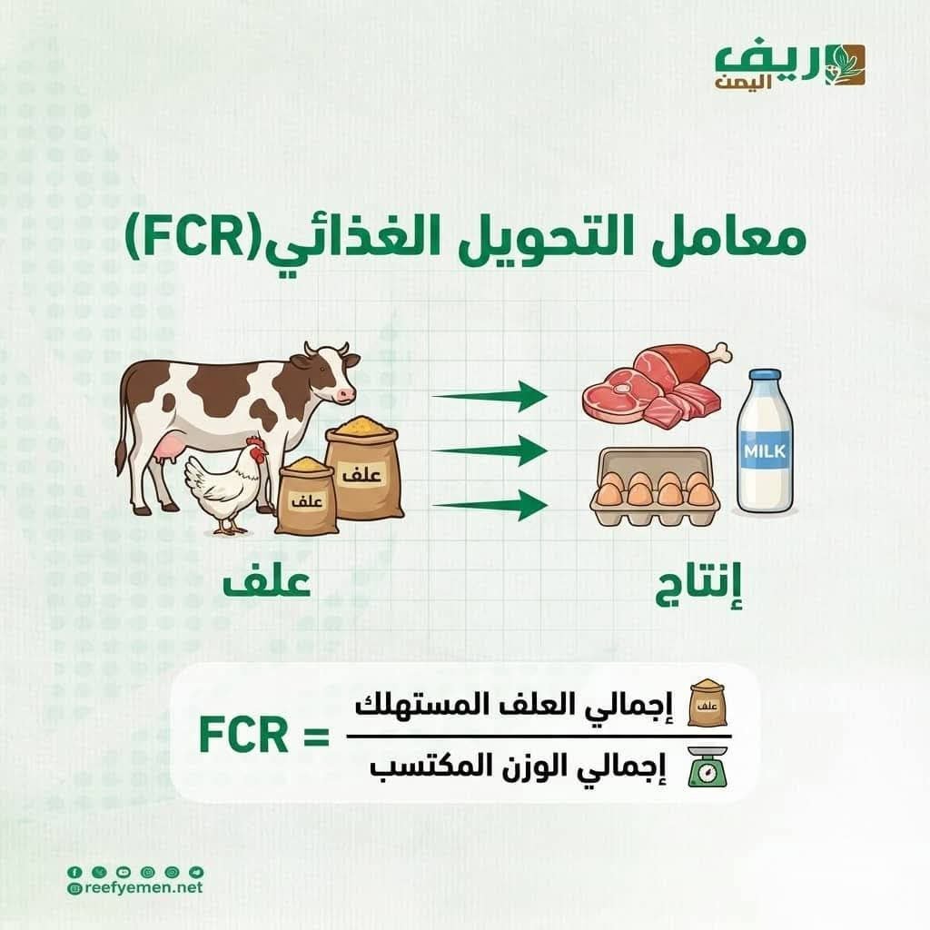 معامل التحويل الغذائي ودوره في تقليل الهدر وتحسين النمو