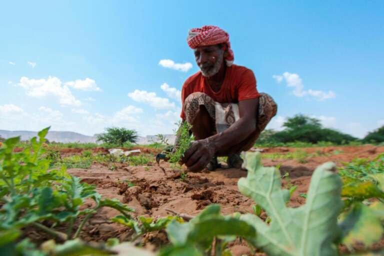 الإرشاد الزراعي في اليمن: بين الخبرة التقليدية والتحديات الحديثة