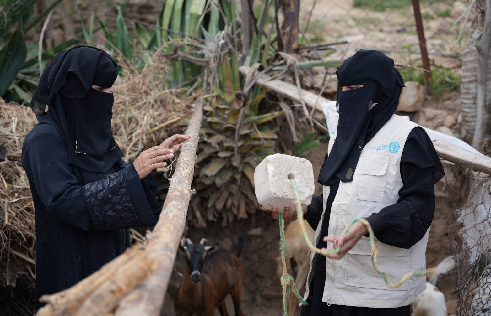 الإرشاد الزراعي في اليمن: بين الخبرة التقليدية والتحديات الحديثة