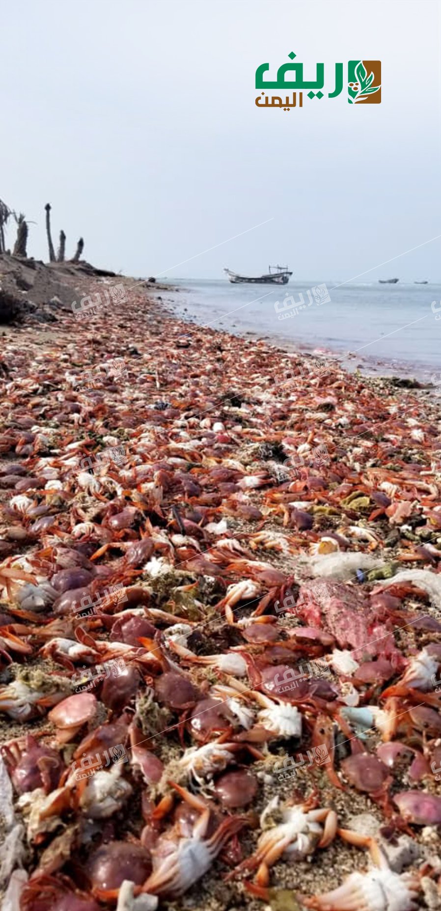 نفوق السلطعونات.. كارثة بيئية تفترش سواحل البحر الأحمر