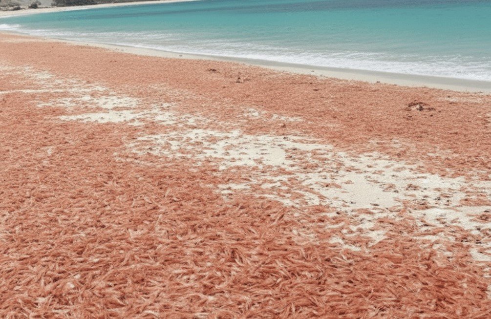 تقرير حكومي:نفوق الروبيان في سقطرى “ظاهرة طبيعية”