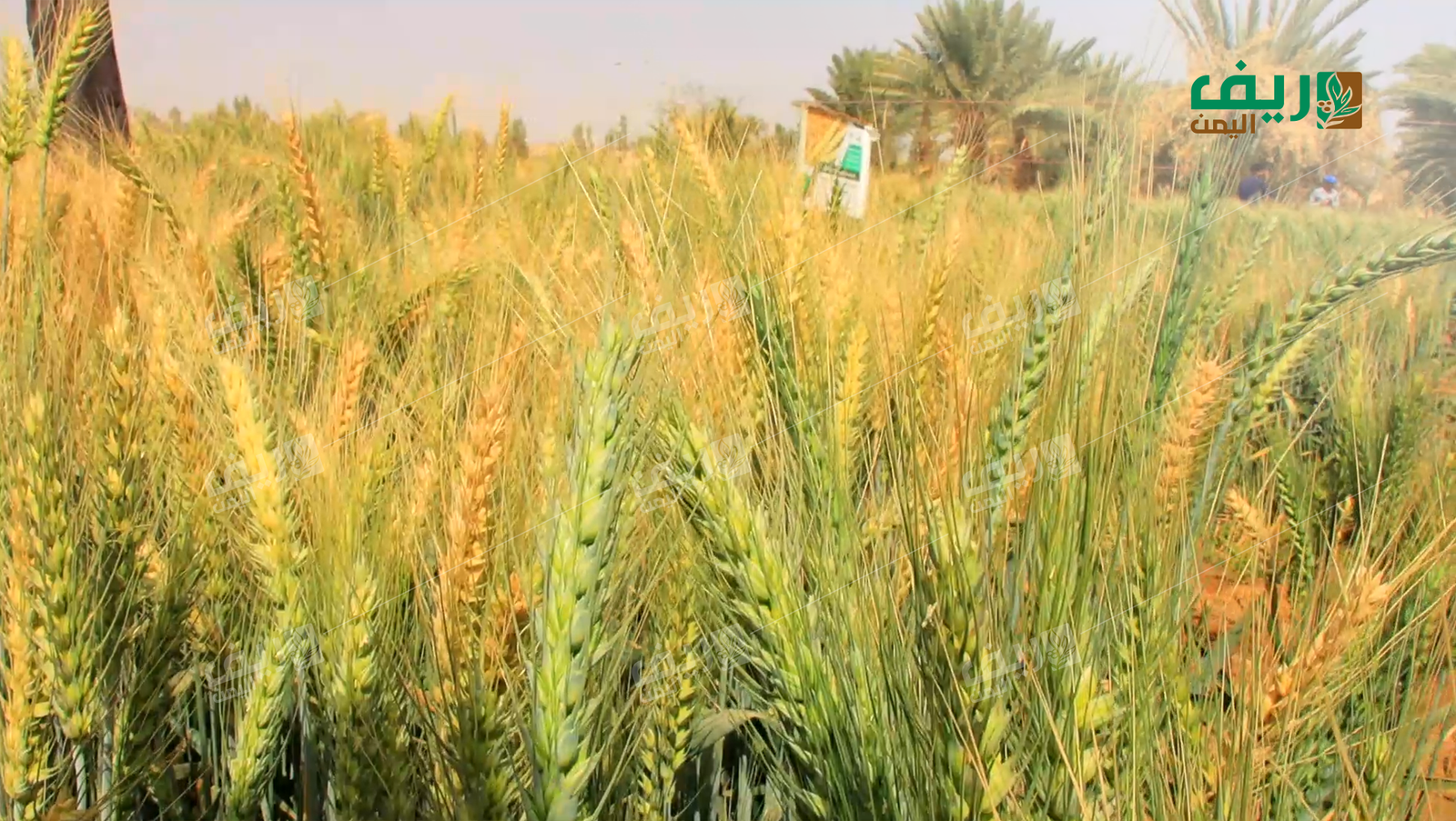 مزارعو القمح في مأرب: بين شح الإمكانات وتقلبات المناخ