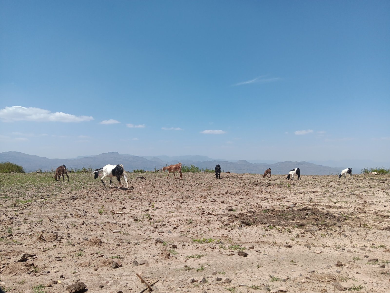 انحسار الثروة الحيوانية: أرقام صادمة تهدد الأمن الغذائي 