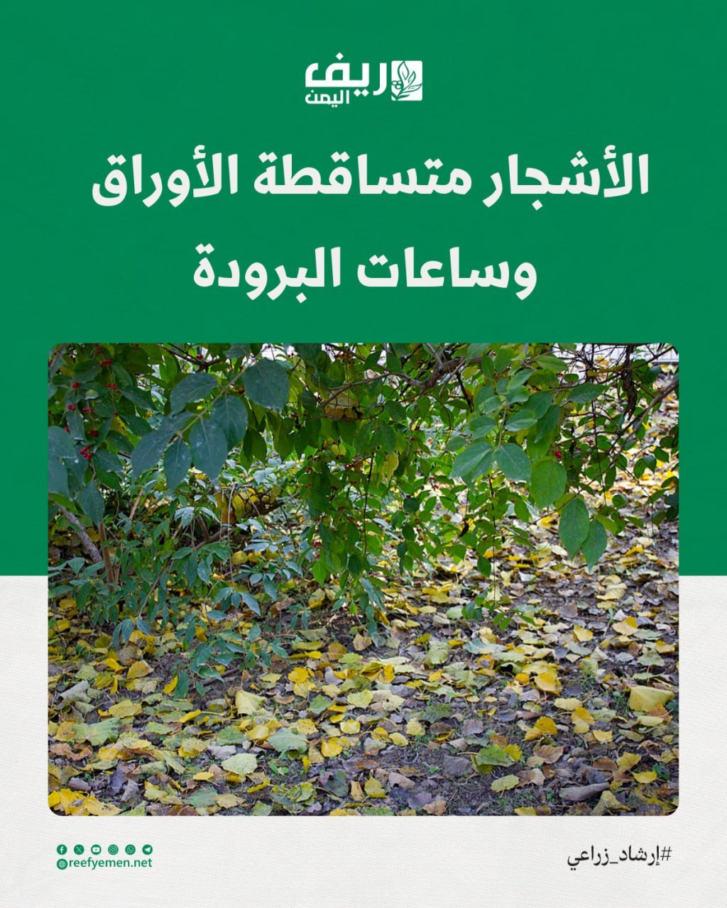 السكون الشتوي وساعات البرودة للأشجار متساقطة الأوراق