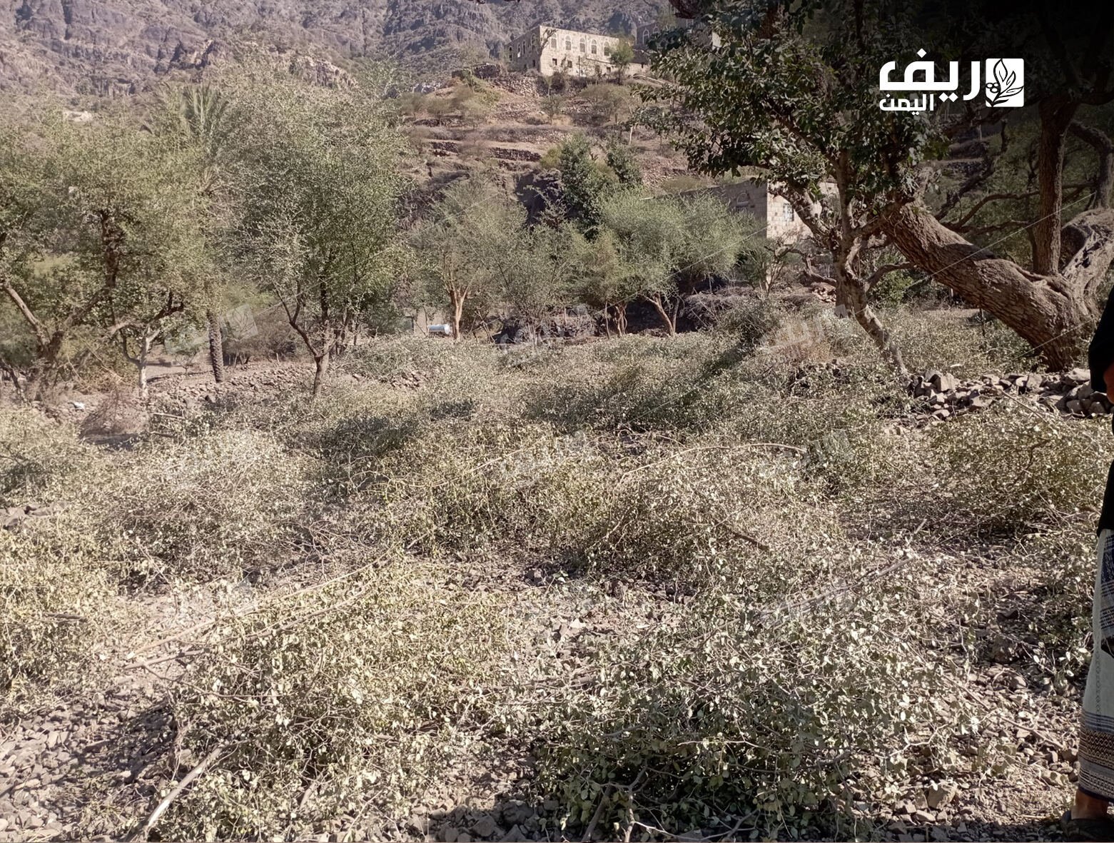 "الوكيرة"تقليد ريفي لمواجهة الجفاف في تعز