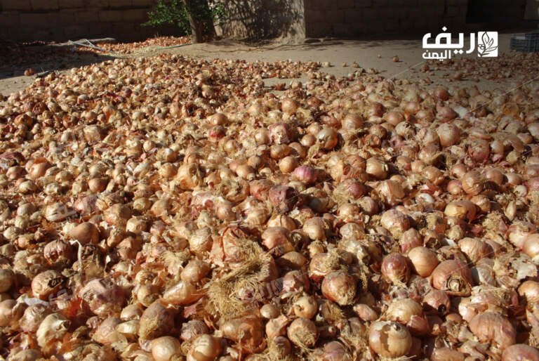 مزارعو البصل في مأرب: إيقاف التصدير يضاعف الكساد والخسائر
