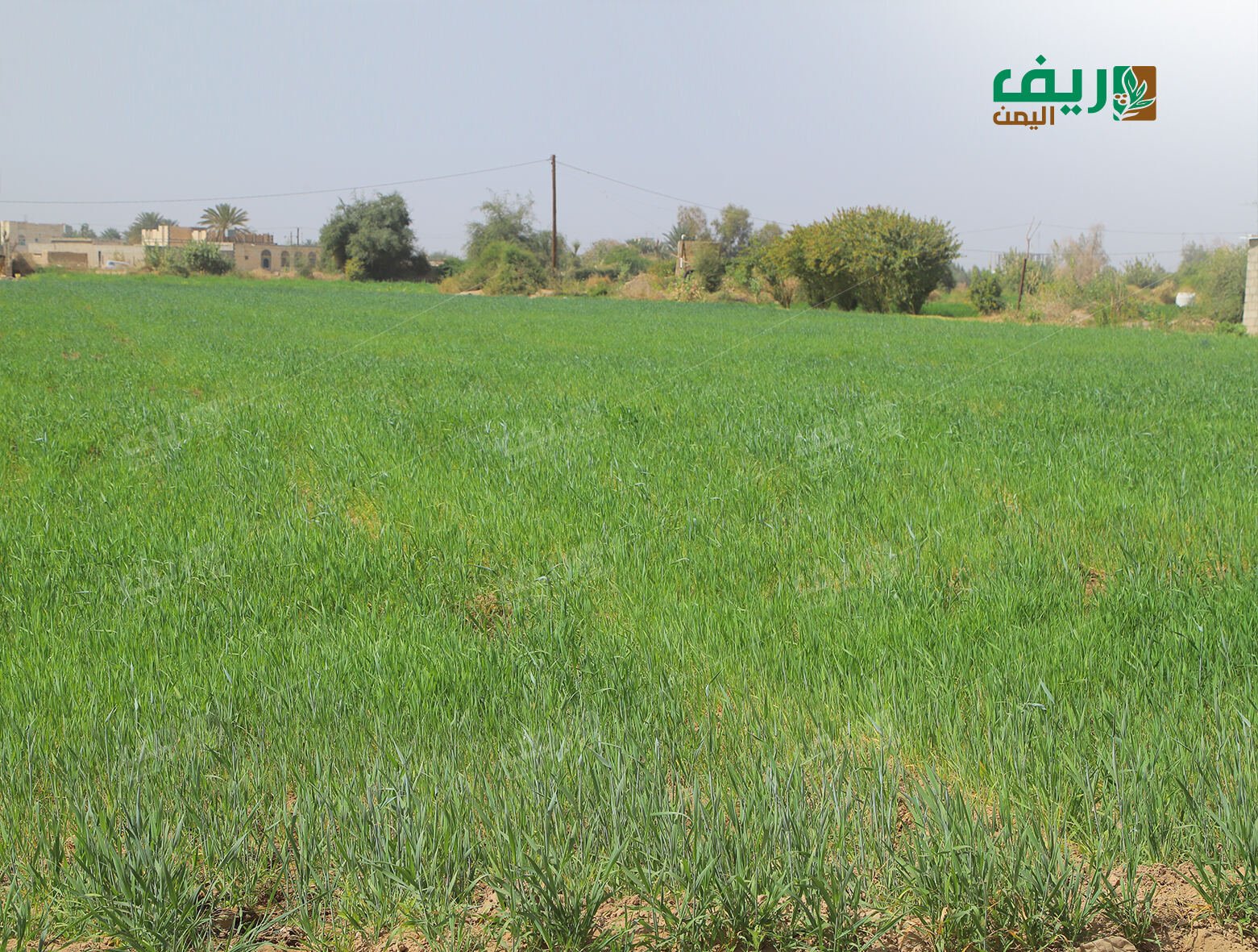 مزارعو القمح في مأرب: بين شح الإمكانات وتقلبات المناخ