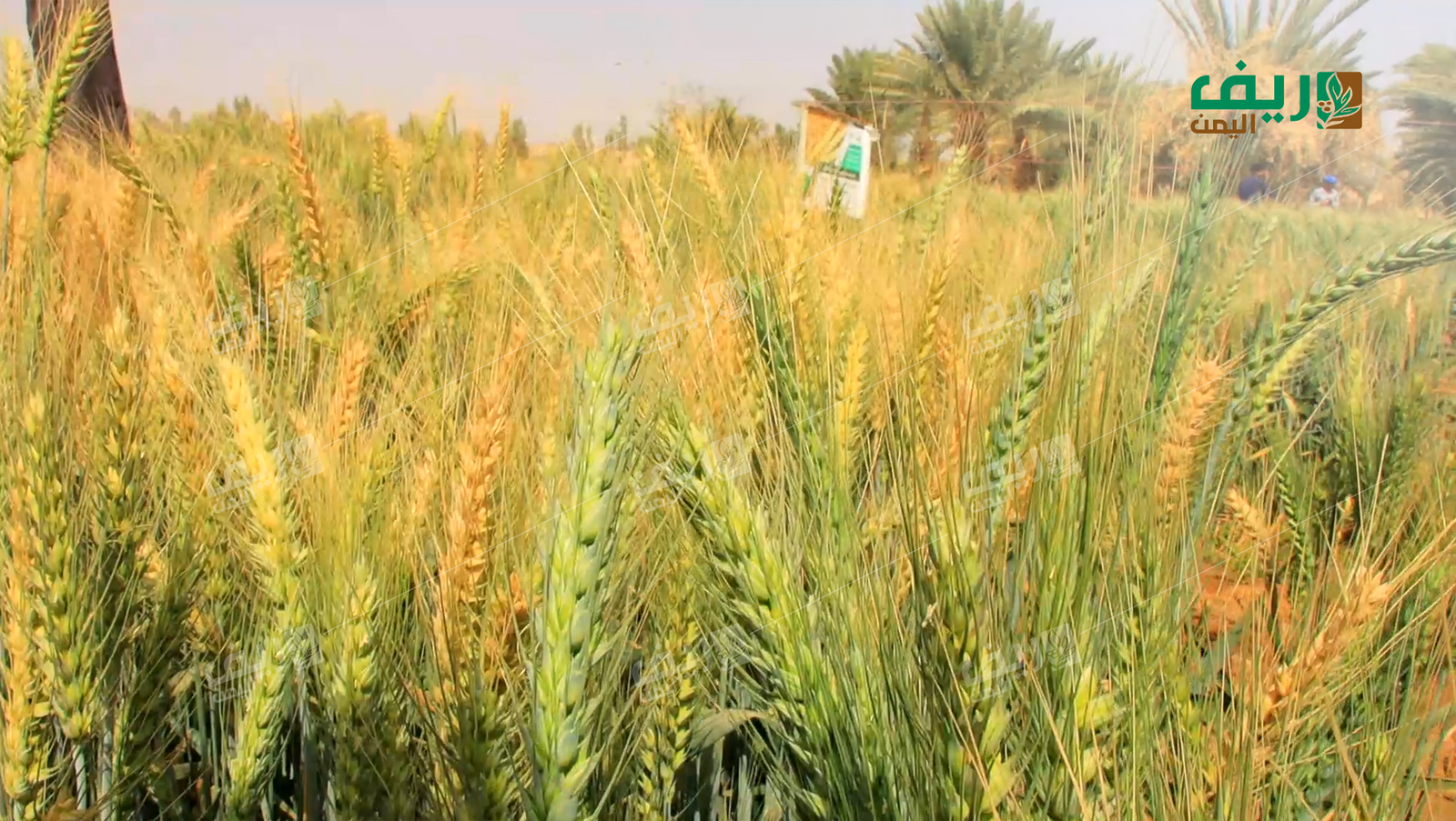 مزارعو القمح في مأرب: بين شح الإمكانات وتقلبات المناخ