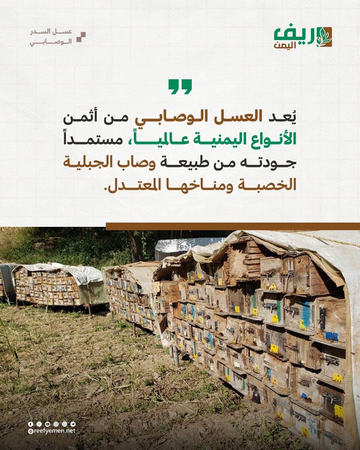 ماذا تعرف عن عسل السدر الوصابي؟