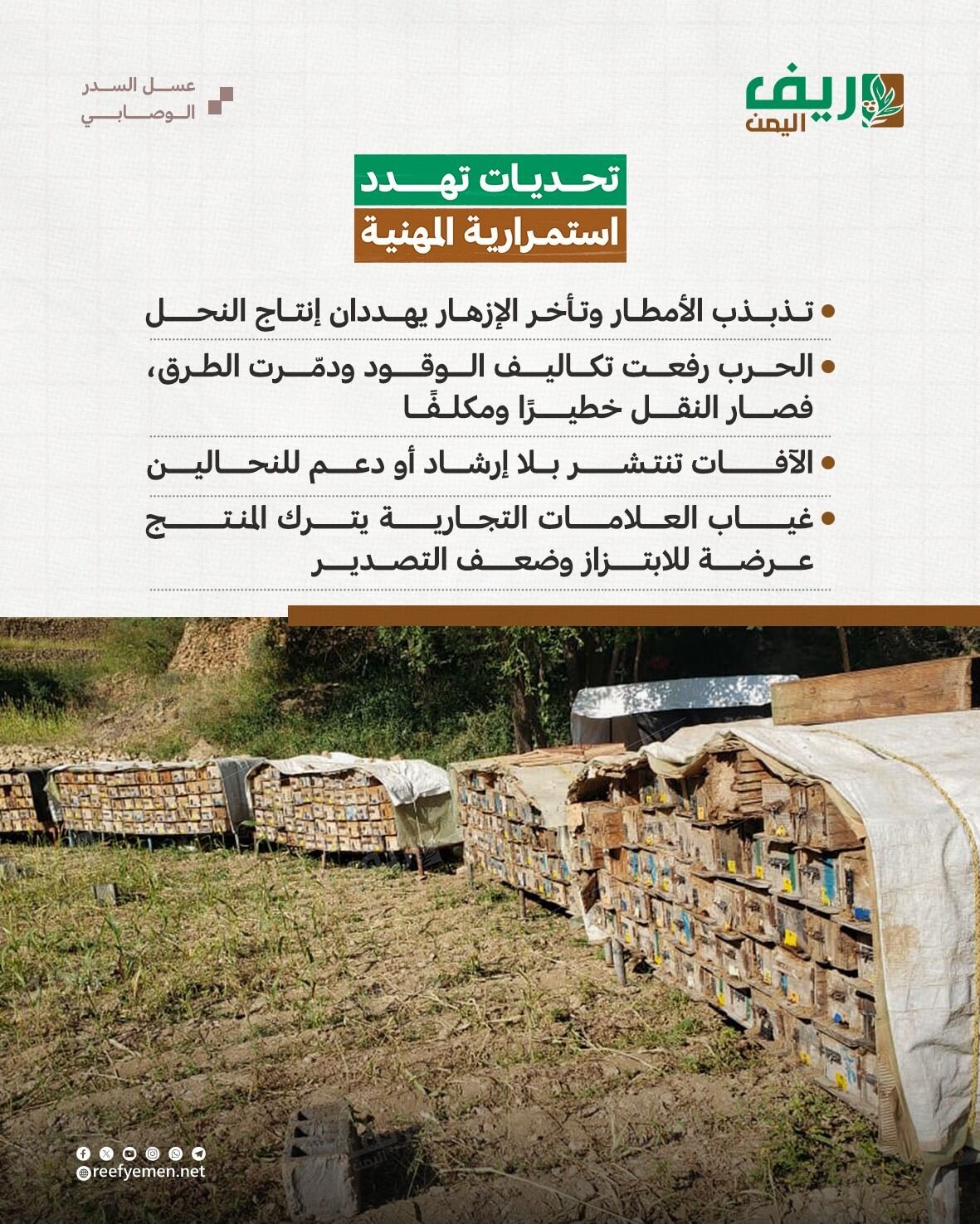 ماذا تعرف عن عسل السدر الوصابي؟