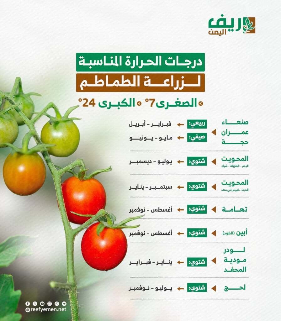 هل الطماطم خضاراً أم فاكهة؟