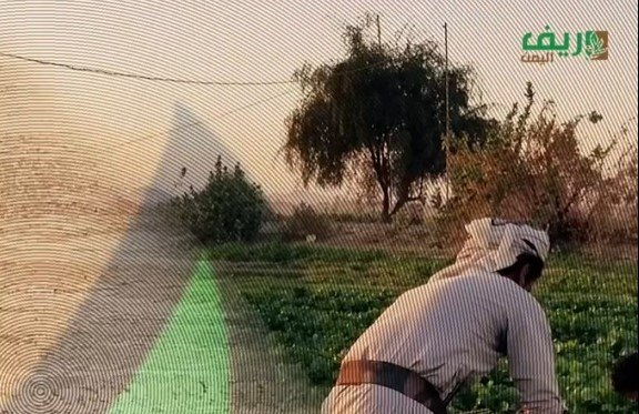 الزراعة في مأرب وتحديات الجفاف