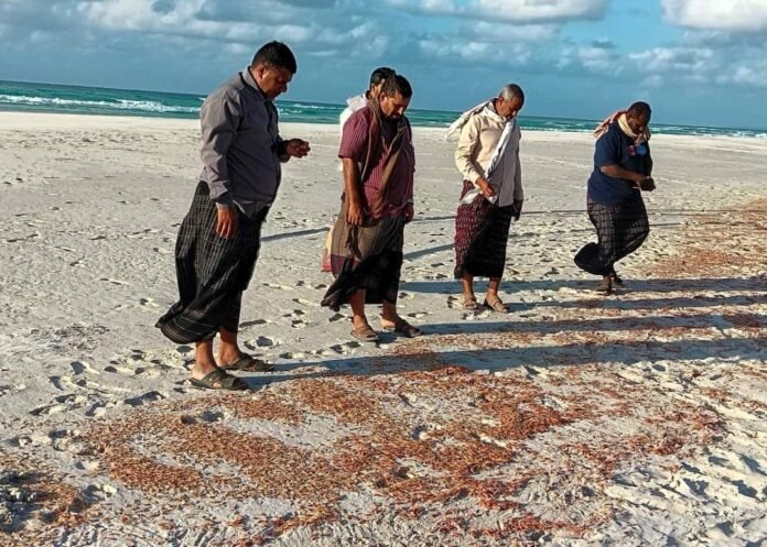 تقرير حكومي: نفوق الروبيان في سقطرى "ظاهرة طبيعية"