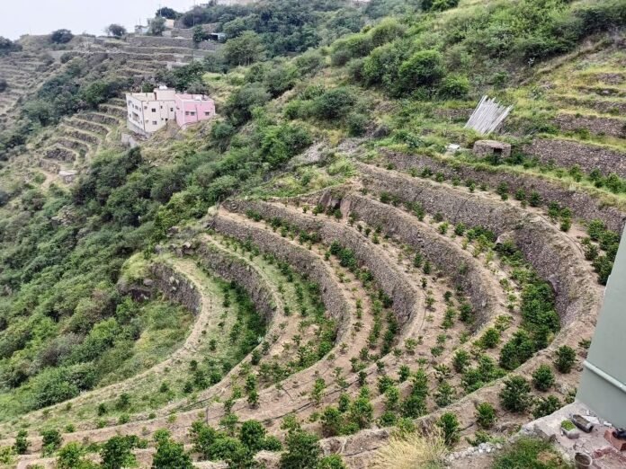 الفاو: استمرار خطر الصقيع وتوقعات بهطول أمطار خفيفة