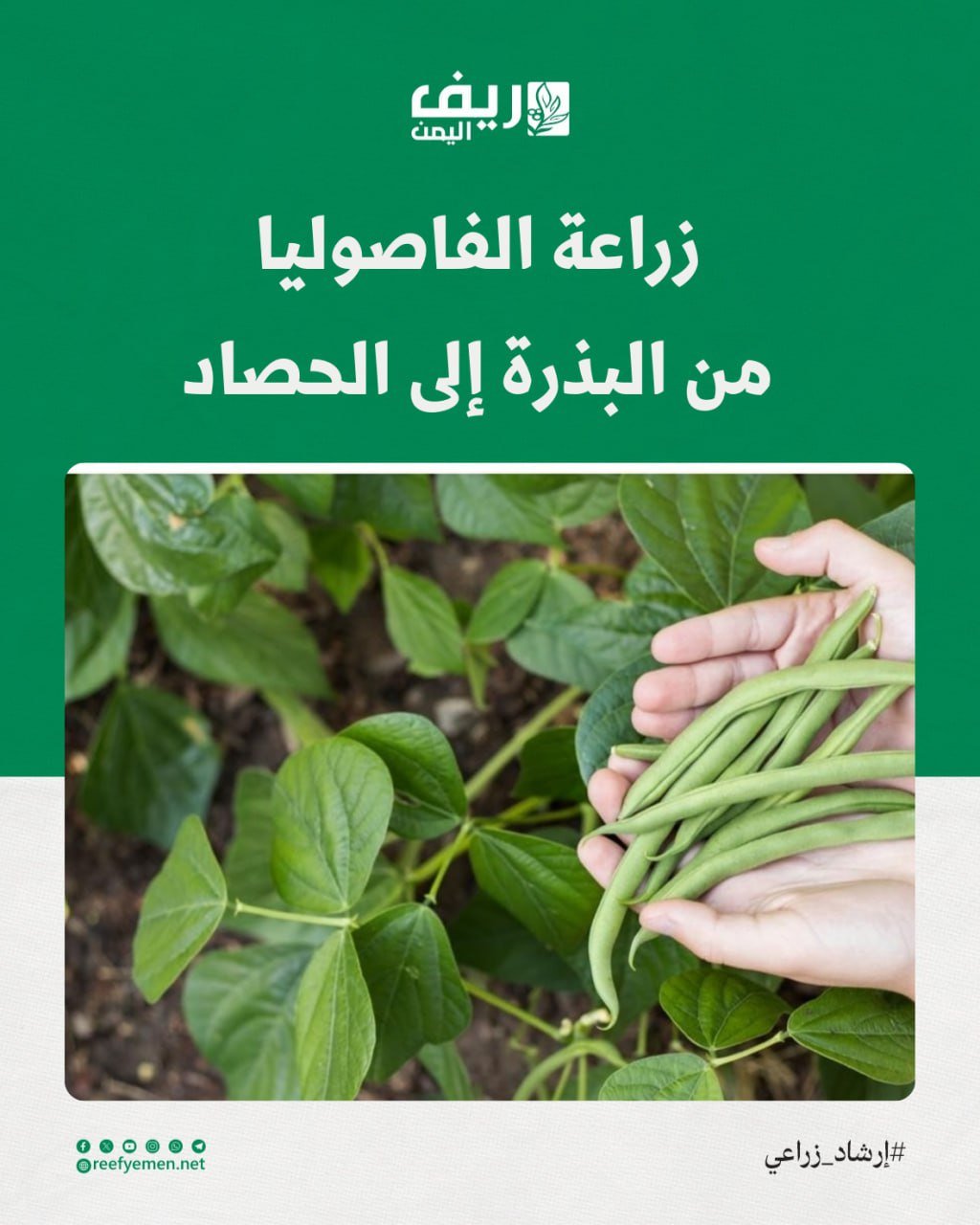 طريقة زراعة الفاصوليا لرفع الإنتاج وتحسين الجودة