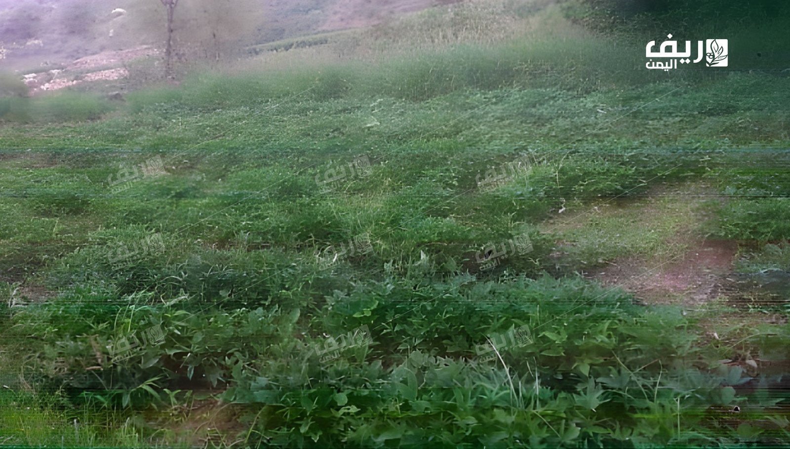 البطاطا الحلوة: محصول واعد يواجه غياب الدعم والتسويق