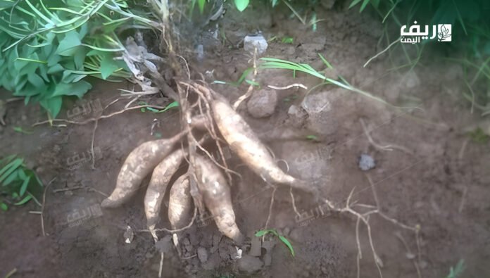 البطاطا الحلوة: محصول واعد يواجه غياب الدعم والتسويق