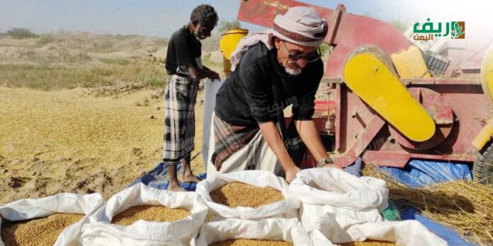 آلة الحصاد الحديثة.. تحول زراعي يخفف عبء المواسم