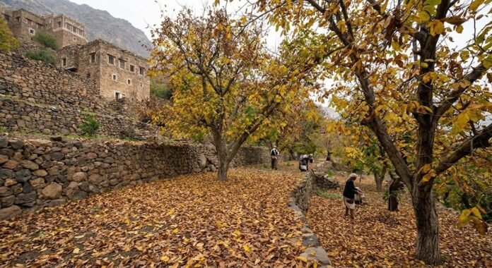 السكون الشتوي وساعات البرودة للأشجار متساقطة الأوراق